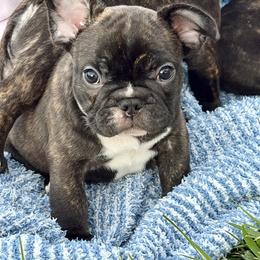 Boy 1 with white - Brindle and white male French Bulldog puppy in Riverside, California from Nancy Smith Woodcrest Frenchies
