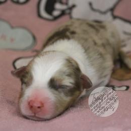 Lucy - Red merle female Australian Shepherd puppy in Yoder, Colorado from Tréad Tines Aussies