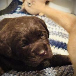 Ash-Yellow Collar - Chocolate male Labrador Retriever puppy in Penn Valley, California from Pleasant Valley Creekside Ranch, LLC