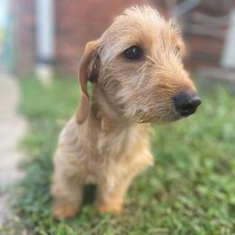 Dachshund All Grown Up from Lanier’s Little Weenies