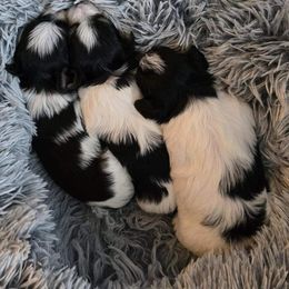 Morkie Puppies from My Precious Pups