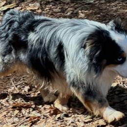 Rebel - Toy Australian Shepherd