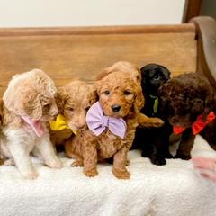 Double Doodle and Labradoodle Puppies from Magnolia & Finn Doodles