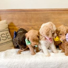 Double Doodle and Labradoodle Puppies from Magnolia & Finn Doodles