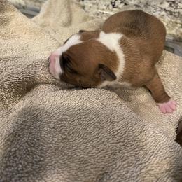 Staffordshire Bull Terrier Puppies from Southern Staffies