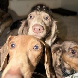 Moss - Fawn (isabella) and cream male Dachshund puppy in El Paso, Texas from InnerVision K9 & Dachs