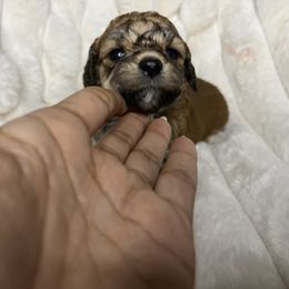 Sundae - Brown white and tan female Cockapoo puppy in Humble, Texas from DoodlePuppiesTX