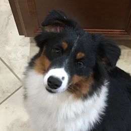 Ivy - Miniature American Shepherd