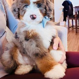 Finn - Merle male Bernedoodle puppy in Port Orange, Florida from Royal doodles of Florida