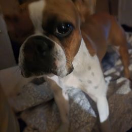 Mia - Boston Terrier