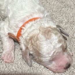 Noelle Girl 1 (orange) - Cream female Goldendoodle puppy in Ankeny, Iowa from Iowadoodles2love