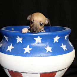 Boston Terrier and Italian Greyhound Puppies from 4Ever Boston Terriers & Italian Greyhounds