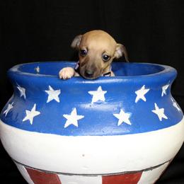 Boston Terrier and Italian Greyhound Puppies from 4Ever Boston Terriers & Italian Greyhounds