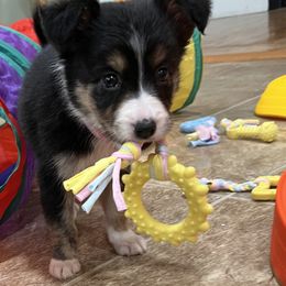 Girl 1 Applause - Tri-color Border Collie puppy in Rolla, Missouri from Elysian Border Collies, LLC.