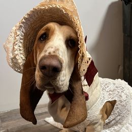 Cheza - Basset Hound