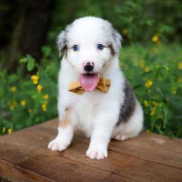 Happy - Blue merle male Australian Shepherd puppy in Georgetown, Texas from River Reign Australian Shepherds