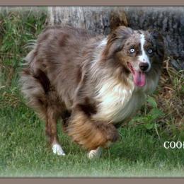 Cooper - Red merle male Australian Shepherd puppy in Ranger, Texas from Outback Mini Aussies