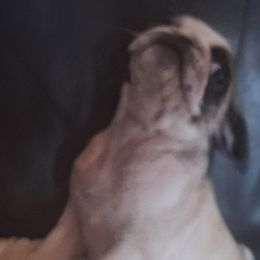 Pugs from McNulty La Bouji