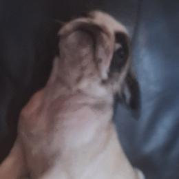 Pugs from McNulty La Bouji