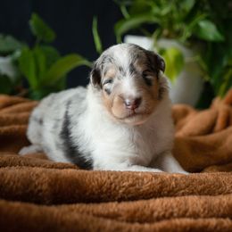 Isabella - Blue merle white and tan Collie puppy in Argyle, Iowa from Redside Rough Collies