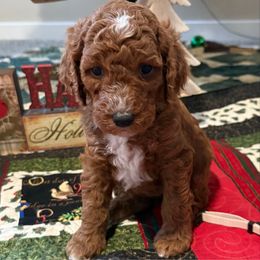 Tigger - Red  male Goldendoodle puppy in Stockton, Utah from Mustanghills Doodles and Poodles