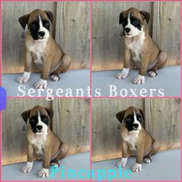 Pineapple - Fawn male Boxer puppy in Madisonville, Texas from Sergeant's Boxers
