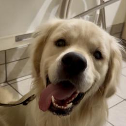 GG Adonis - Light golden male Golden Retriever puppy in Loveland, Colorado from Grateful Bernese & Gage's Goldens
