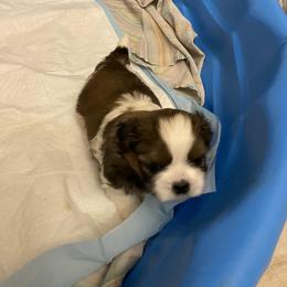 Cleo - Shih Tzu