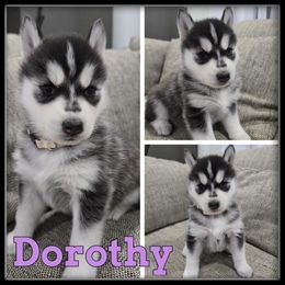 Dorothy - Black and white female Siberian Husky puppy in Wheeler, Michigan from Haase Family Kennels