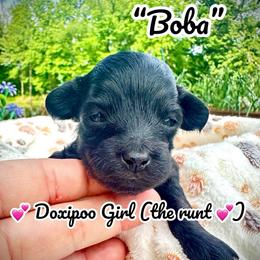 Boba - Black female Assorted Doodle Crosses puppy in Coal City, Indiana from Angel Blue Dogs