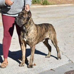 Mega - Cane Corso