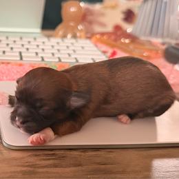 Ares - Brindle male Shih Tzu puppy in Durham, North Carolina from The 🐾 Tang Clan Chronicle & Nursery