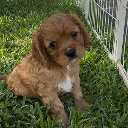 Ruby belle - Ruby female Cavalier King Charles Spaniel puppy in Saint Augustine, Florida from STARGAZER CAVALIERS