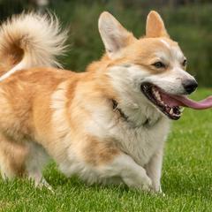 Pembroke Welsh Corgis from Riverwind Kennel