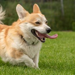 Pembroke Welsh Corgis from Riverwind Kennel