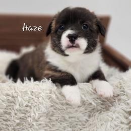 Haze - Brindle and white female American Corgi puppy in Concrete, Washington from Wigglebutts American Corgis