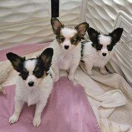 Papillons from Avenant Papillons
