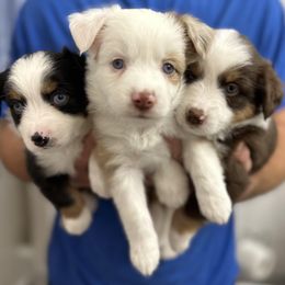 Miniature American Shepherd and Miniature Australian Shepherd Puppies from All That Auss Mini Aussies