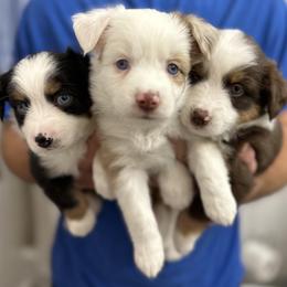 Miniature American Shepherd and Miniature Australian Shepherd Puppies from All That Auss Mini Aussies