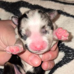 Miss Maggie - Blue merle female Toy Australian Shepherd puppy in Dolan Springs, Arizona from High Desert Companions