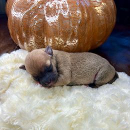 Porthos - Fawn male Chihuahua puppy in Winston Salem, North Carolina from LaythStone