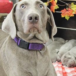 Weimaraner Puppies from North Georgia Weims