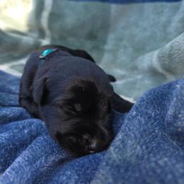 Orson - Black male Giant Schnauzer puppy in Fraziers Bottom, West Virginia from Loyal Hearts Farm / RK's Dobermans