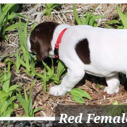 German Shorthaired Pointers from Erin Eustice's German Shorthaired Pointers