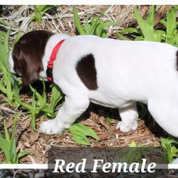 German Shorthaired Pointers from Erin Eustice's German Shorthaired Pointers