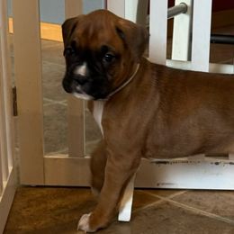 Girl 1 - Fawn Boxer puppy in Rochester, Washington from Holly's Boxers of Rochester