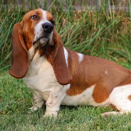 Phoenix - Basset Hound