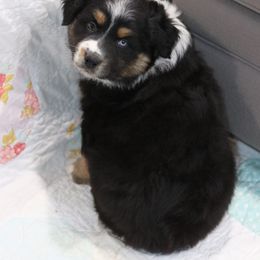 EVEREST - Black tri-color Australian Shepherd puppy in Noxon, Montana from MITIN Aussies AKC Standard Australian Shepherds