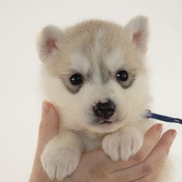 Ned (Blue) - Delivery Available - Gray and white male Siberian Husky puppy in Los Angeles, California from Limitless Huskies