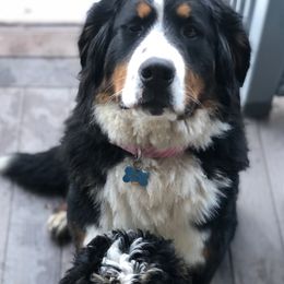 Bernedoodle Puppies from Mountain Top Bernedoodles